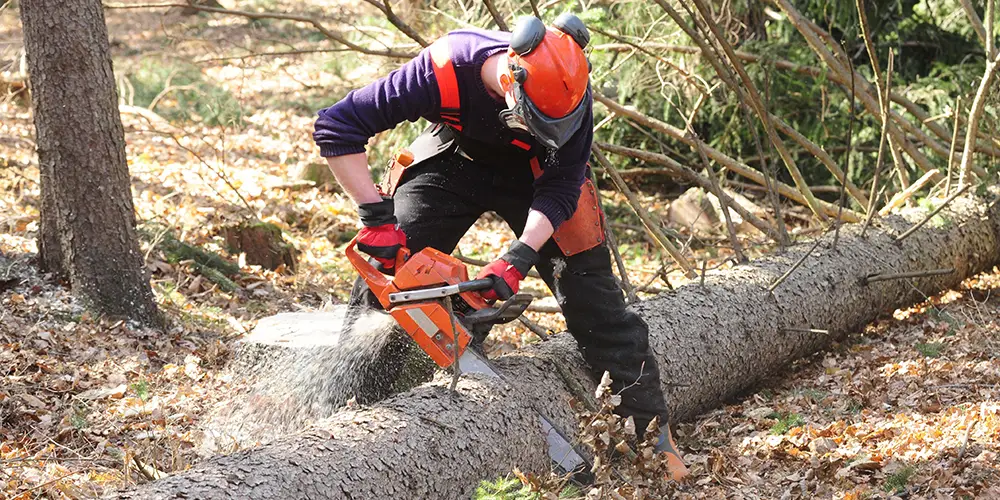 Travaux forestiers dans le Pays de Gex
